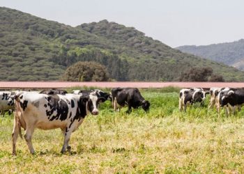 El Pastoret de la Segarra