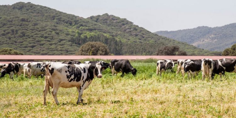 El Pastoret de la Segarra