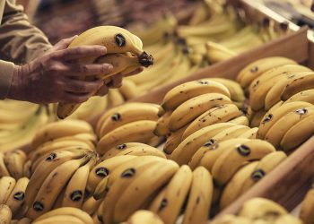 Plátano de Canarias