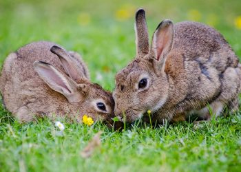 Conejos sector cunícola