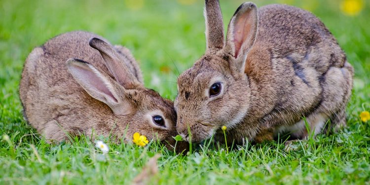 Conejos sector cunícola