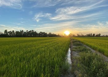 Kellogg Manifiesto de Bienestar