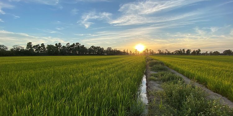 Kellogg Manifiesto de Bienestar