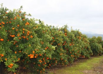 naranjas