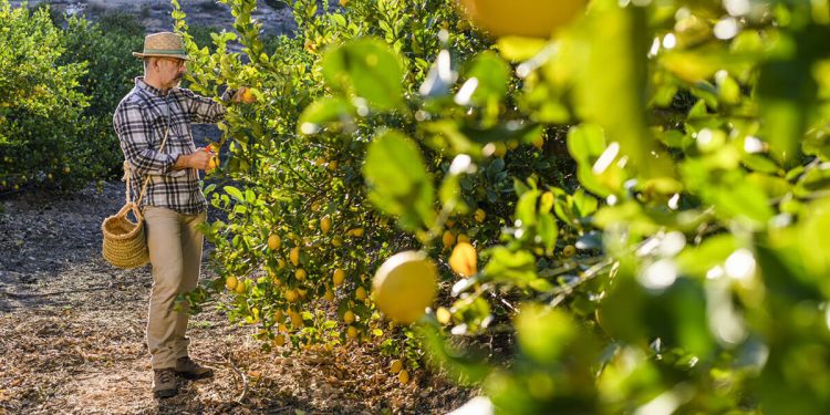 limon