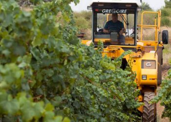 Vendimia en Cataluña
