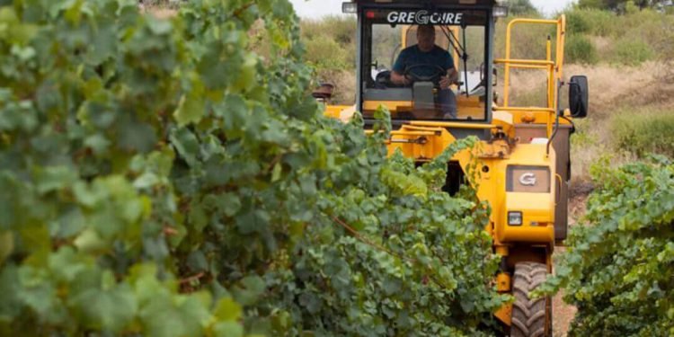 Vendimia en Cataluña