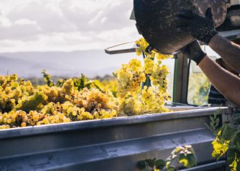 DO CAVA - Vendimia 2022