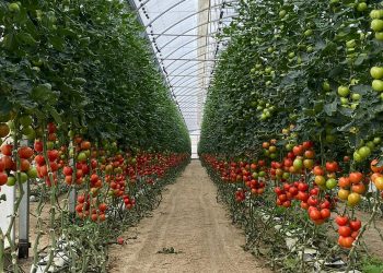 Invernadero tomate