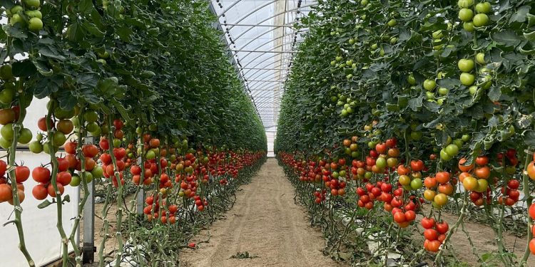 Invernadero tomate