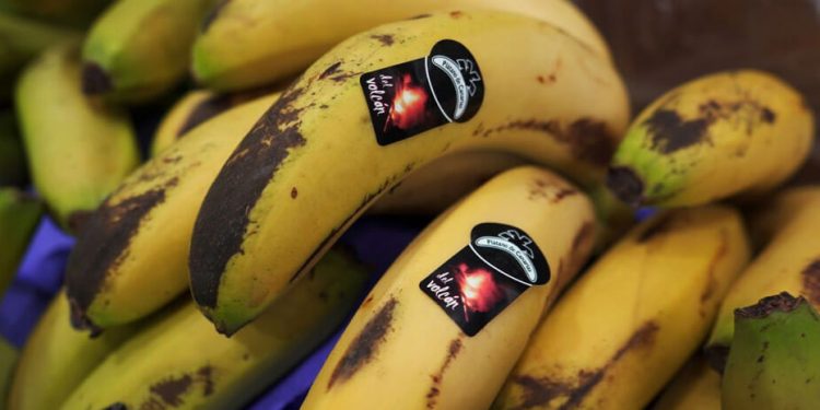 Plátano de Canarias