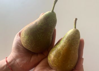 peras de diferente calibre