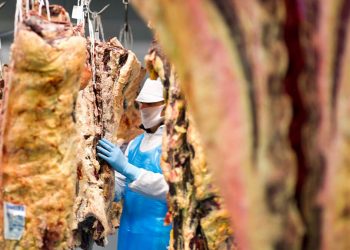 Anice-industria carnica