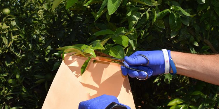 Explotaciones ilegales Orri