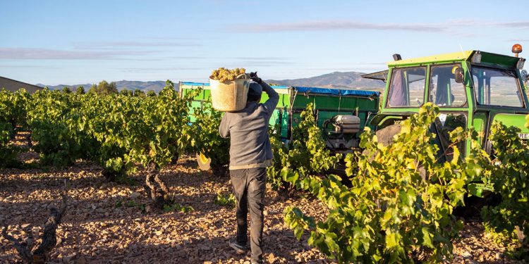 DOP Cariñena-vendimia