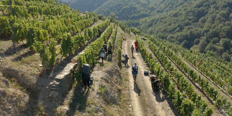 Viñedos Ponte Da Boga