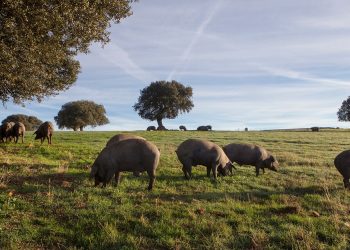 Beher cerdos raza iberica