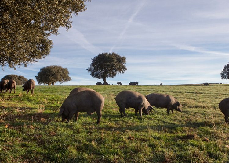 Beher cerdos raza iberica
