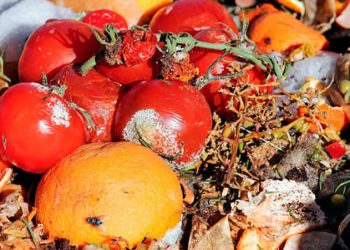 desperdicio alimentos