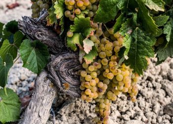 Pedro Ximenez-cultivo ecologico