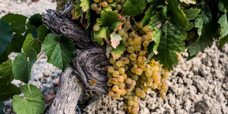 Pedro Ximenez-cultivo ecologico