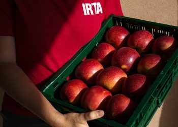 Irta-nueva variedad manzana