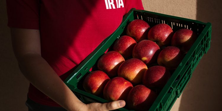 Irta-nueva variedad manzana