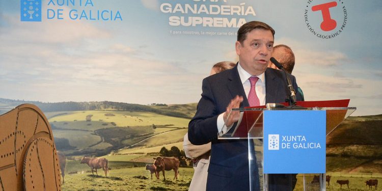 Planas-ternera gallega
