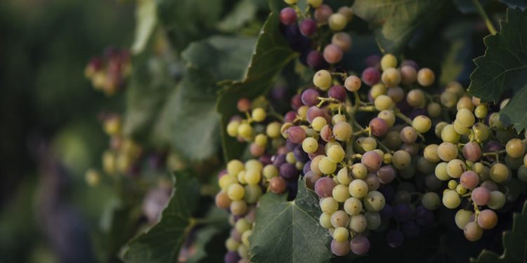 DOCa Rioja
