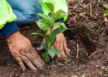 agricultura regenerativa