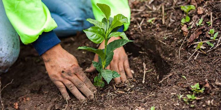 agricultura regenerativa