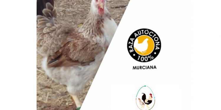 Gallina murciana