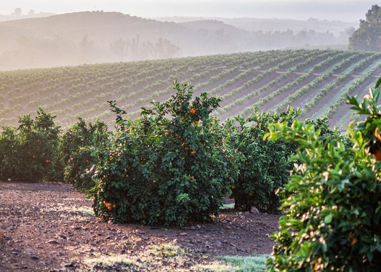 Iberian Premium Fruits