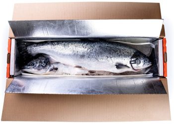 salmon Bomlo Criterion