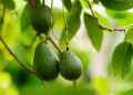 Aguacate