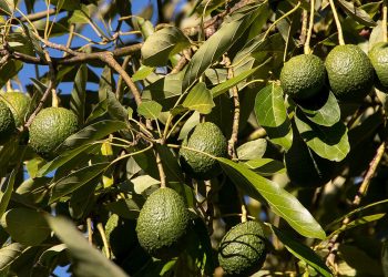 Aguacate de Canarias