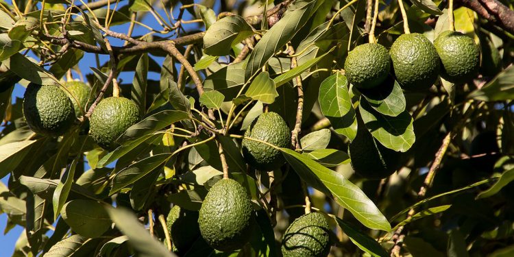 Aguacate de Canarias