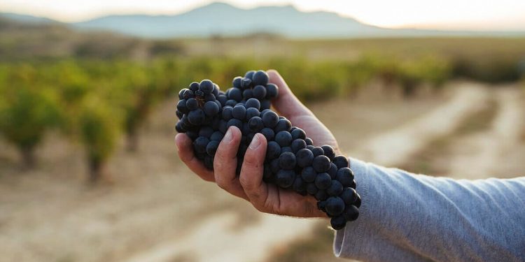 DOCa Rioja-uvas