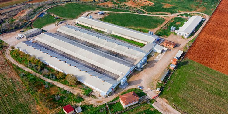 Granja huevos-Hevo Group