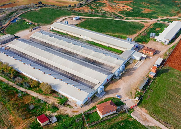 Granja huevos-Hevo Group