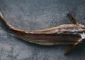 skrei noruego