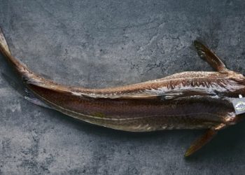 skrei noruego