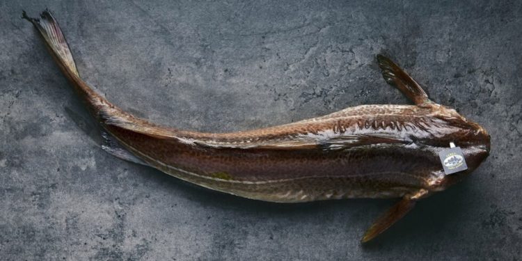 skrei noruego