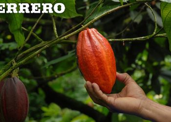 Iniciativa Cacao y Forestas
