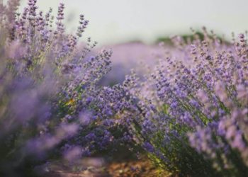 lavanda