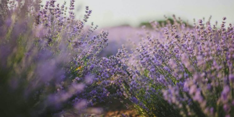 lavanda