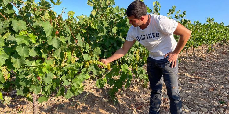 Vendimia moscatel Aragonesas