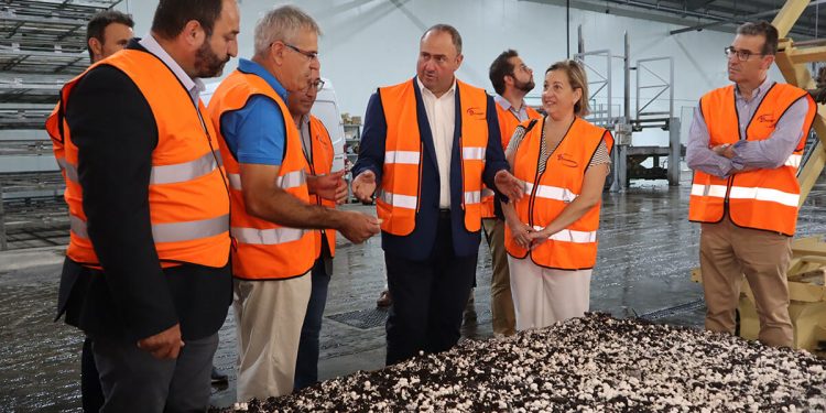 Castilla-La Mancha-champiñones