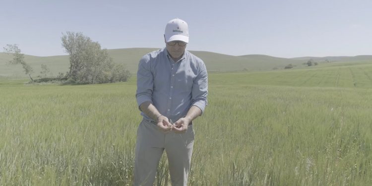 Heineken España y Fertiberia revolucionan la agricultura sostenible con fertilizantes eco-amigables