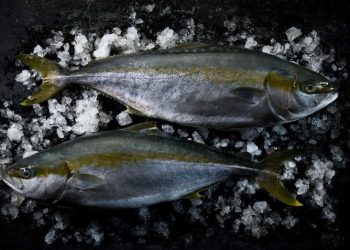 Arrom distribuirá a nivel nacional el Hiramasa de Nordic Kingfish